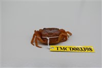 藏品(拉氏清溪蟹)的圖片